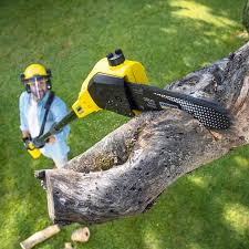 Best Lawn Disease Treatment  in Clermont, IN